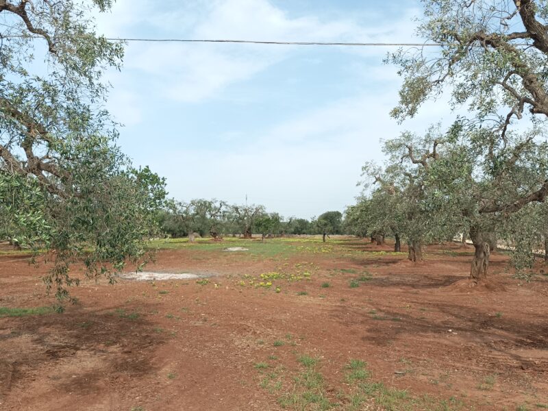 C.da Pozzo Faceto, Terreno edificabile per uso agricolo di 7703 mq