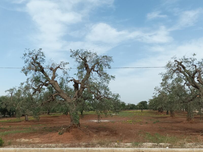 C.da Pozzo Faceto, Terreno edificabile per uso agricolo di 7703 mq