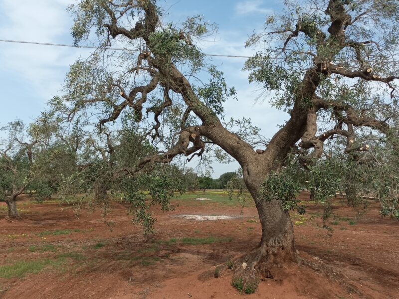 C.da Pozzo Faceto, Terreno edificabile per uso agricolo di 7703 mq