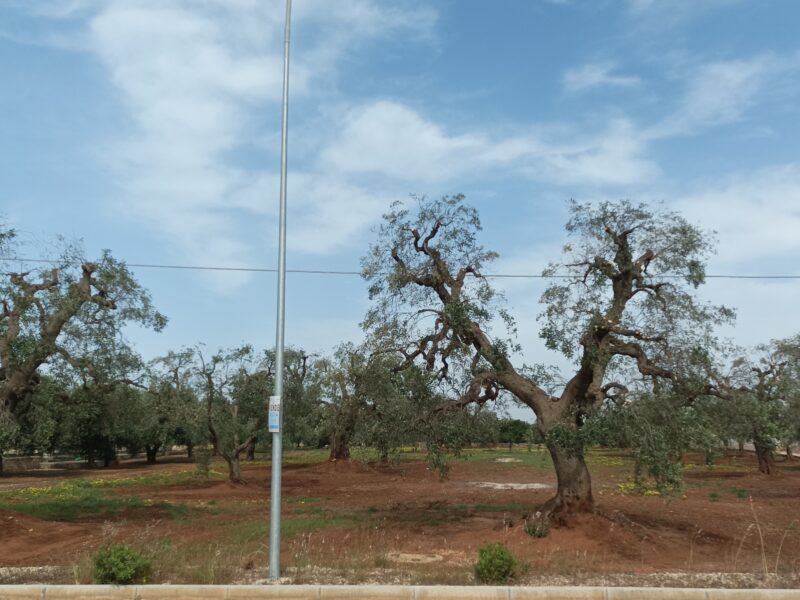 C.da Pozzo Faceto, Terreno edificabile per uso agricolo di 7703 mq