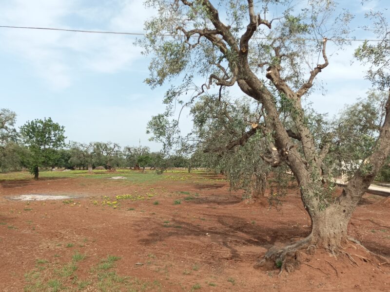 C.da Pozzo Faceto, Terreno edificabile per uso agricolo di 7703 mq