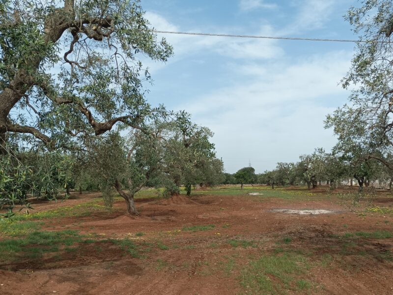 C.da Pozzo Faceto, Terreno edificabile per uso agricolo di 7703 mq