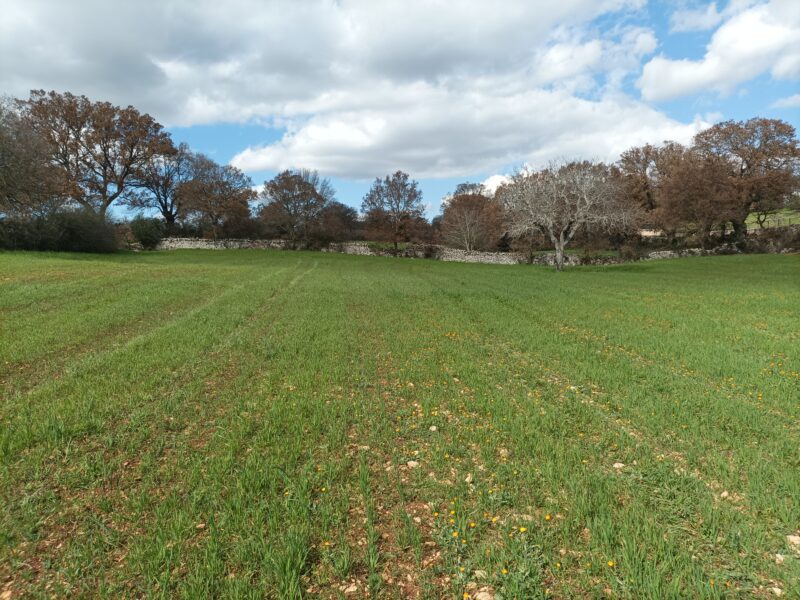 Terreno edificabile di 9.731 mq