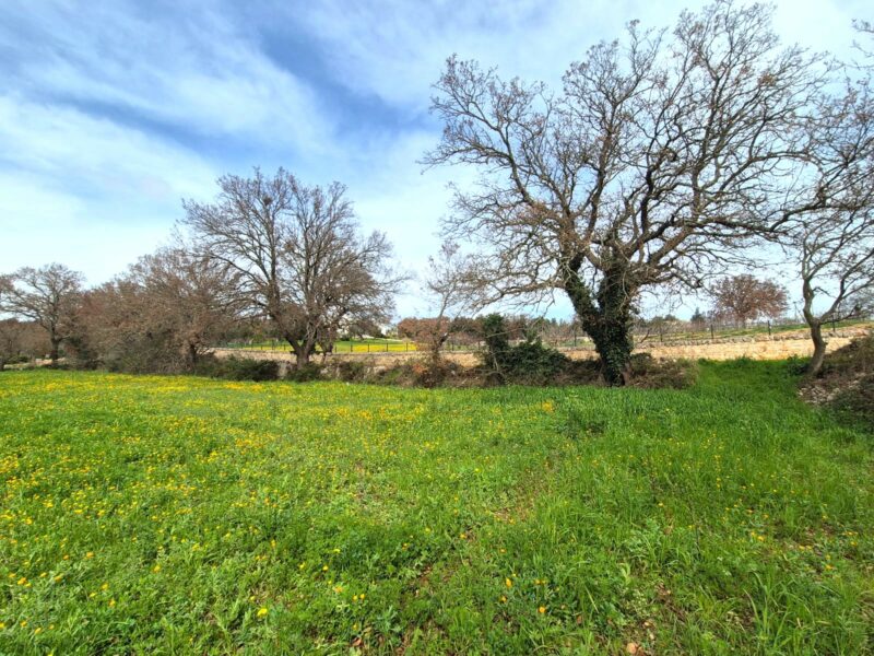 Terreno edificabile di 5.226 mq