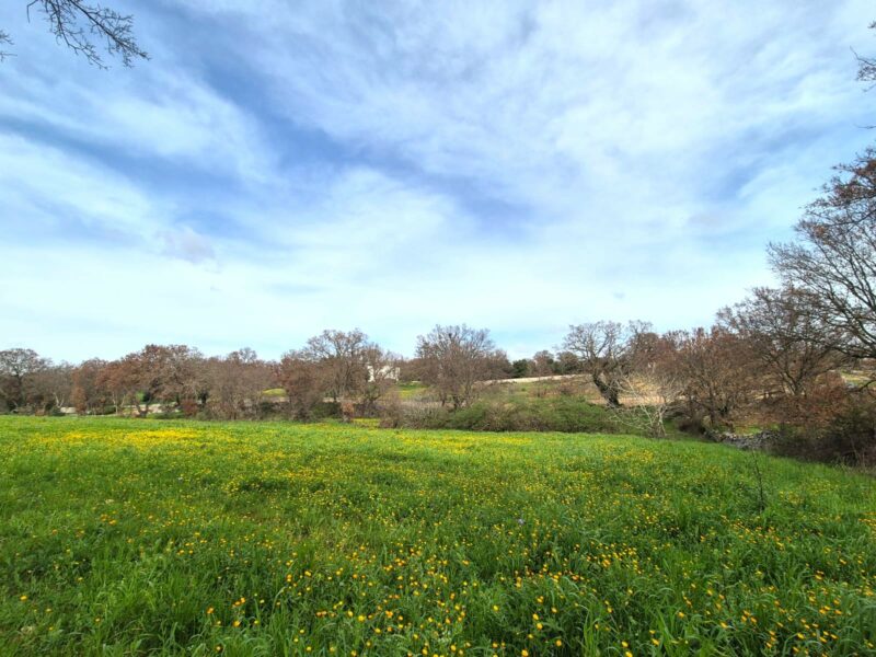 Terreno edificabile di 9.731 mq