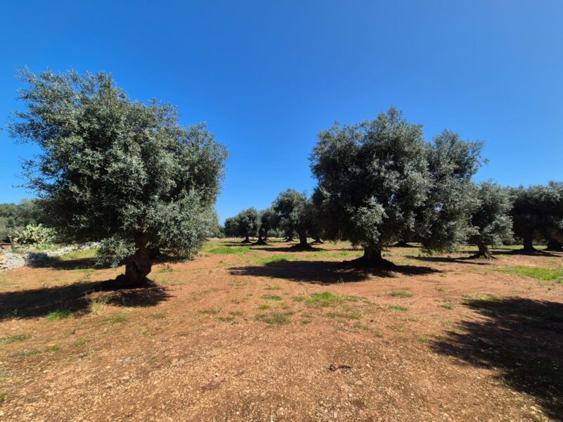 Trulli da ristrutturare con terreno di 9.677 mq