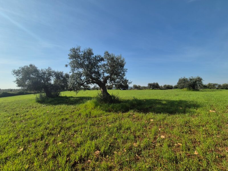 Trullo da ristrutturare con terreno di pertinenza di 7.880 mq