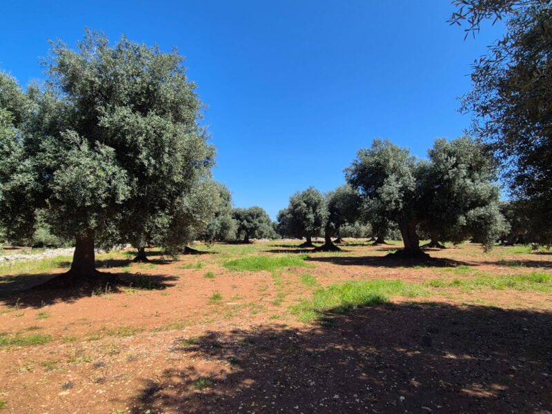 Trulli da ristrutturare con terreno di 9.677 mq