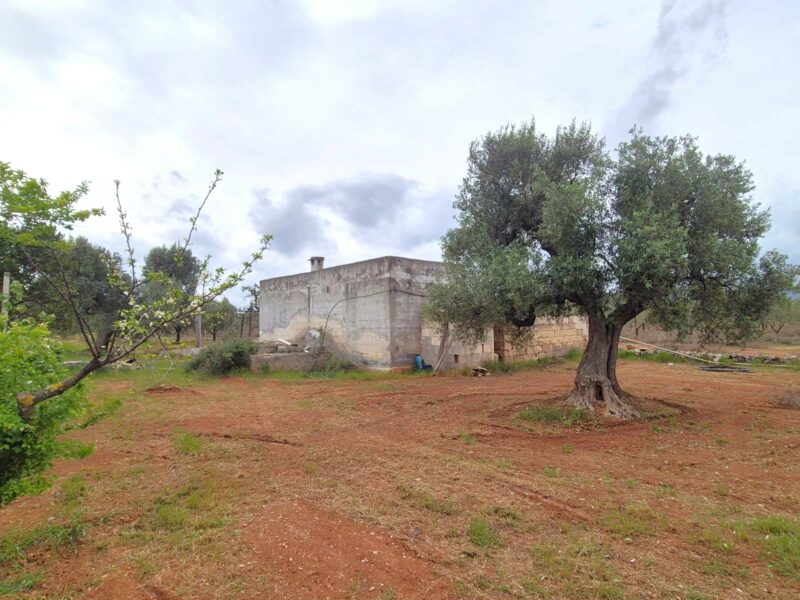 Terreno adibito ad uliveto di 14.888 mq con entrostante fabbricato