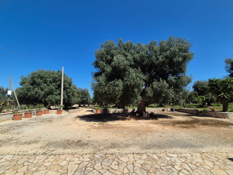 Villetta da rimodernare con terreno di pertinenza di 11.989 mq