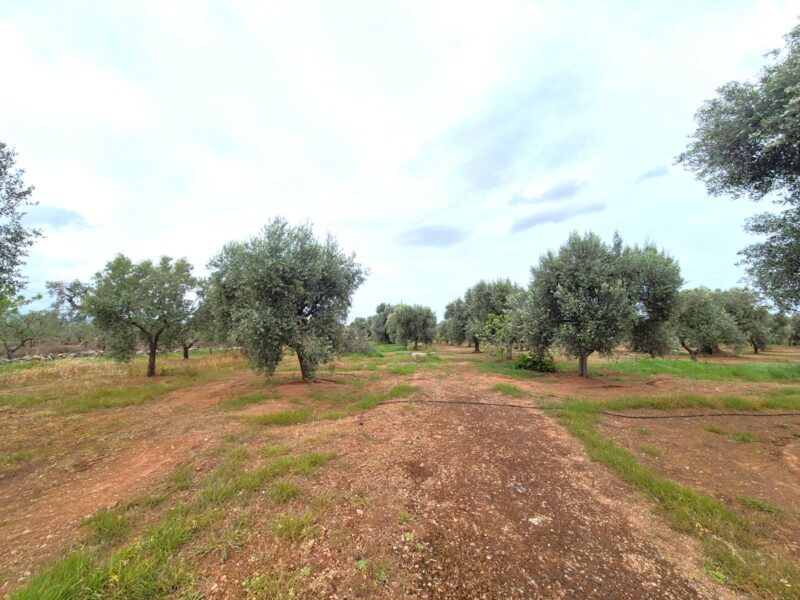 Terreno adibito ad uliveto di 14.888 mq con entrostante fabbricato