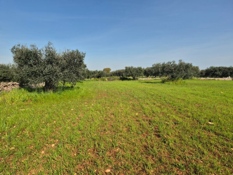 Trullo da ristrutturare con terreno di pertinenza di 7.880 mq