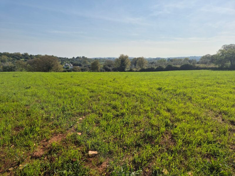 Trullo da ristrutturare con terreno di pertinenza di 7.880 mq