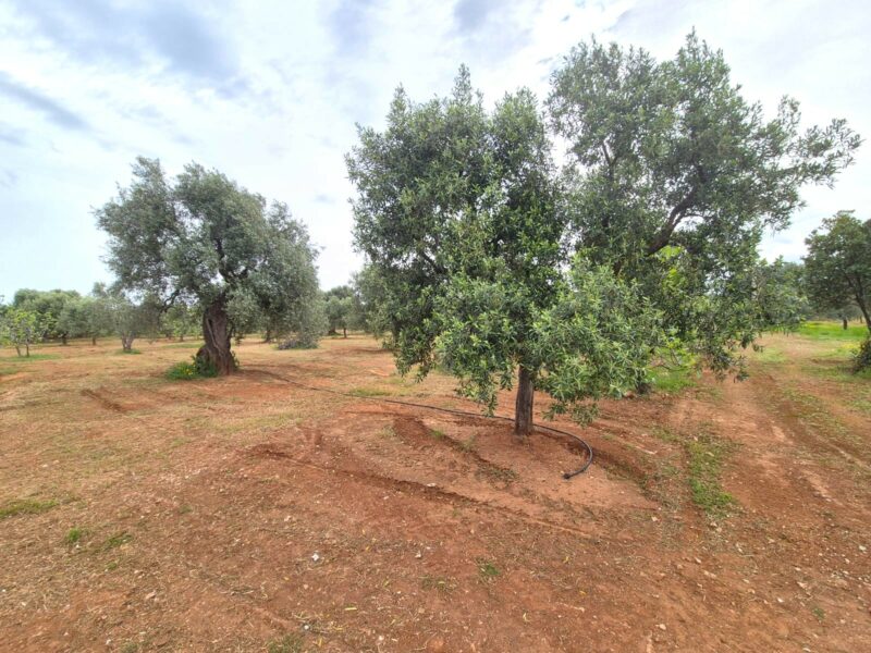 Terreno adibito ad uliveto di 14.888 mq con entrostante fabbricato