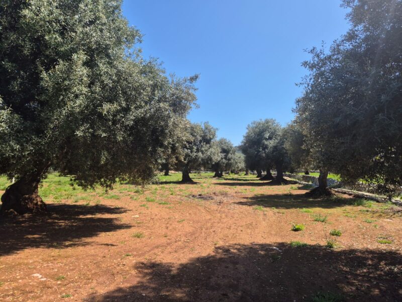 Villetta da rimodernare con terreno di pertinenza di 11.989 mq