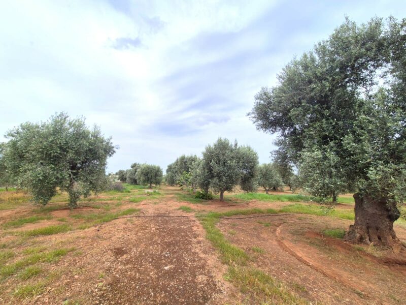 Terreno adibito ad uliveto di 14.888 mq con entrostante fabbricato