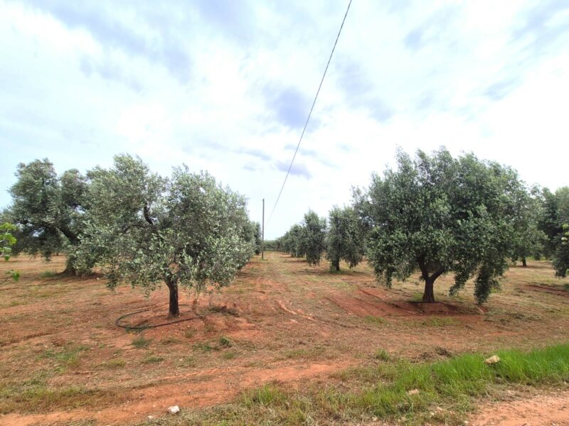 Terreno adibito ad uliveto di 14.888 mq con entrostante fabbricato