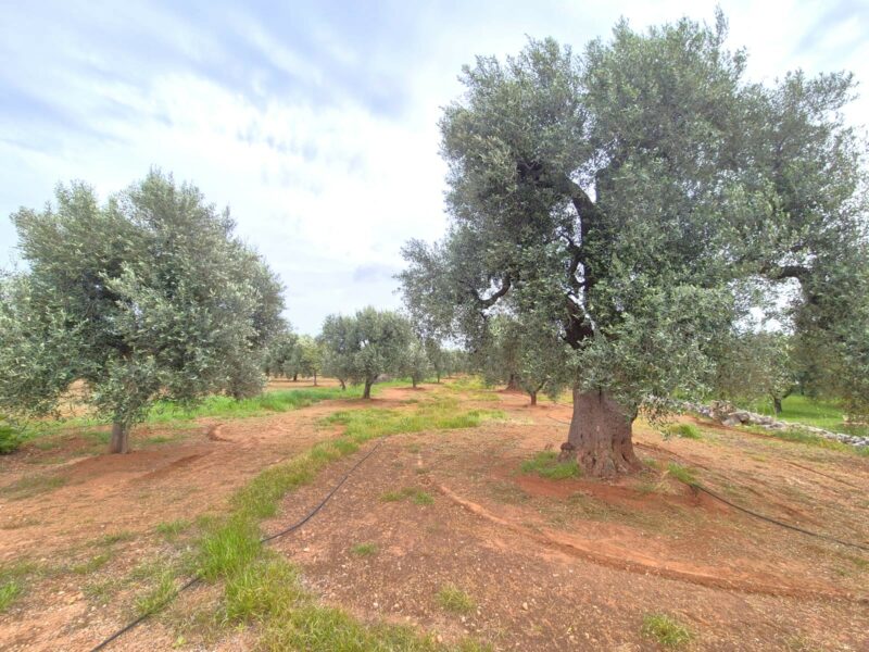 Terreno adibito ad uliveto di 14.888 mq con entrostante fabbricato
