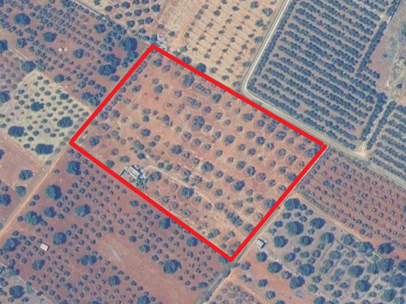Terreno adibito ad uliveto di 14.888 mq con entrostante fabbricato